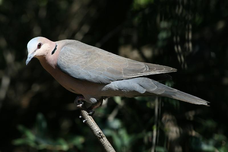 frieda 103.jpg - Grootringnekduif.